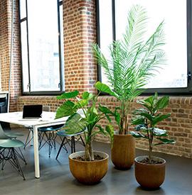 Plante d'intérieur, accessoire de bureau