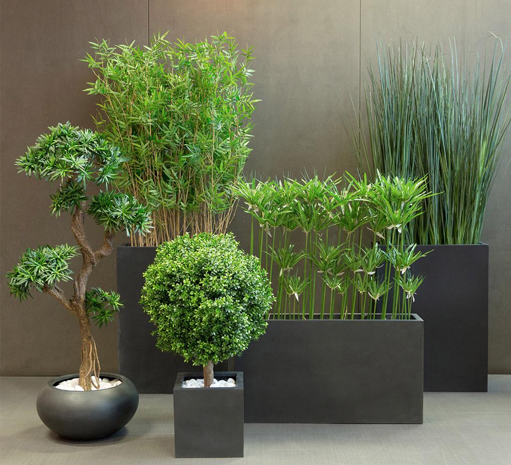 Plante d\'extérieur, arbres et petites plantes de bureau aspect naturel, gamme Tambora - France Bureau