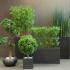 Plante d\'extérieur, arbres et petites plantes de bureau aspect naturel, gamme Tambora - France Bureau