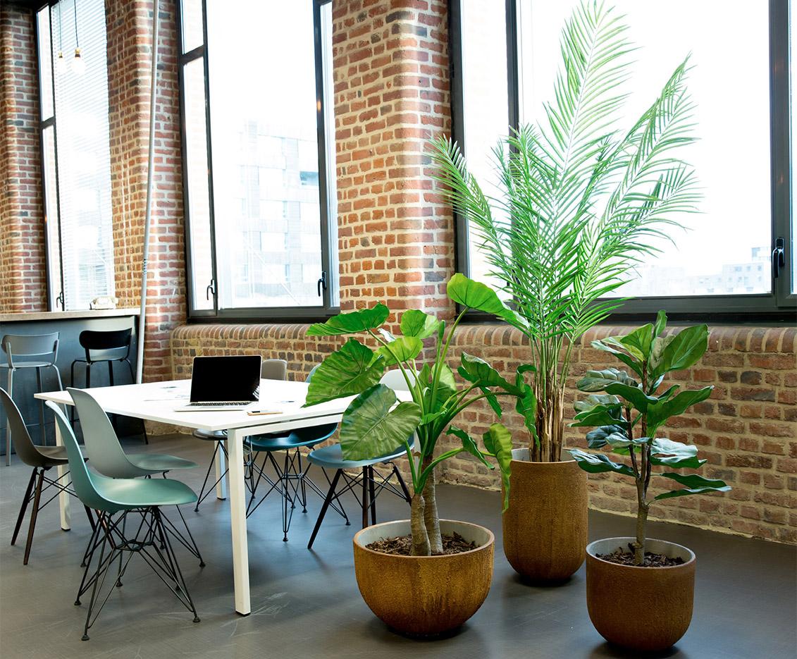 Plante d\'extérieur, arbres et petites plantes de bureau aspect naturel, gamme Tambora - France Bureau