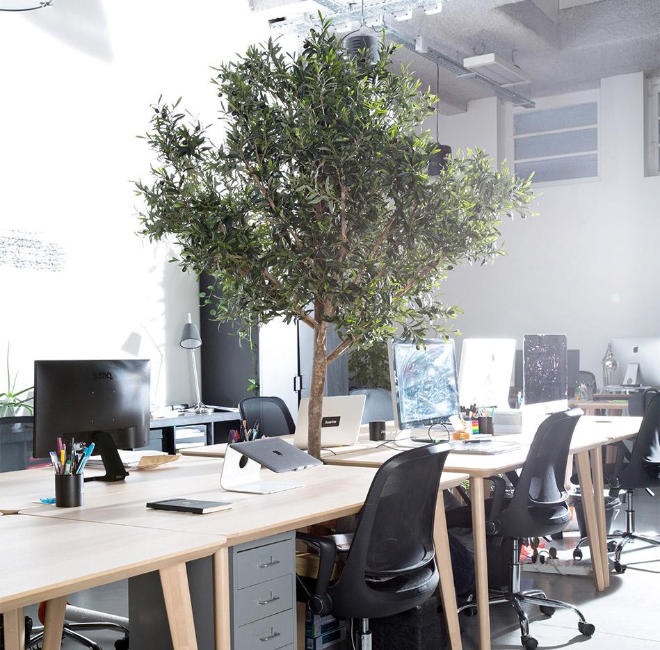 Plante d\'extérieur, arbres et petites plantes de bureau aspect naturel, gamme Tambora - France Bureau